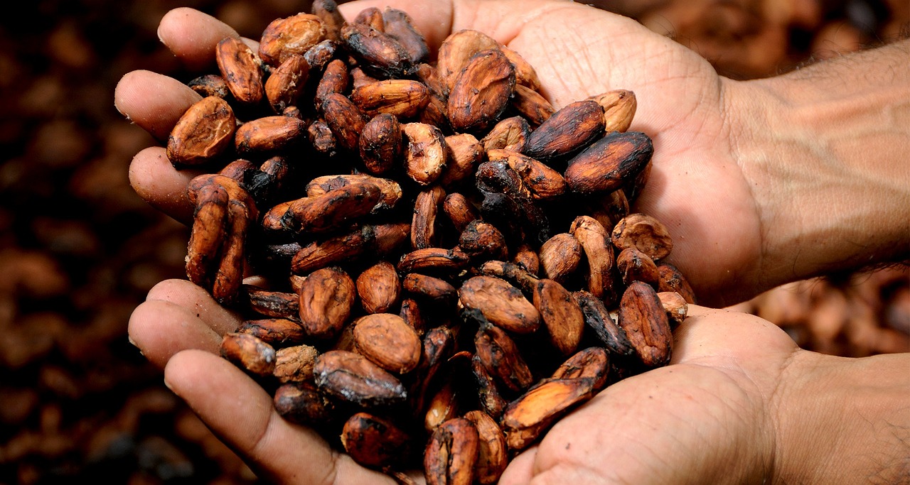Starting A Cocoa Beans Exportation Business In Nigeria: A Step-By-Step Guide
