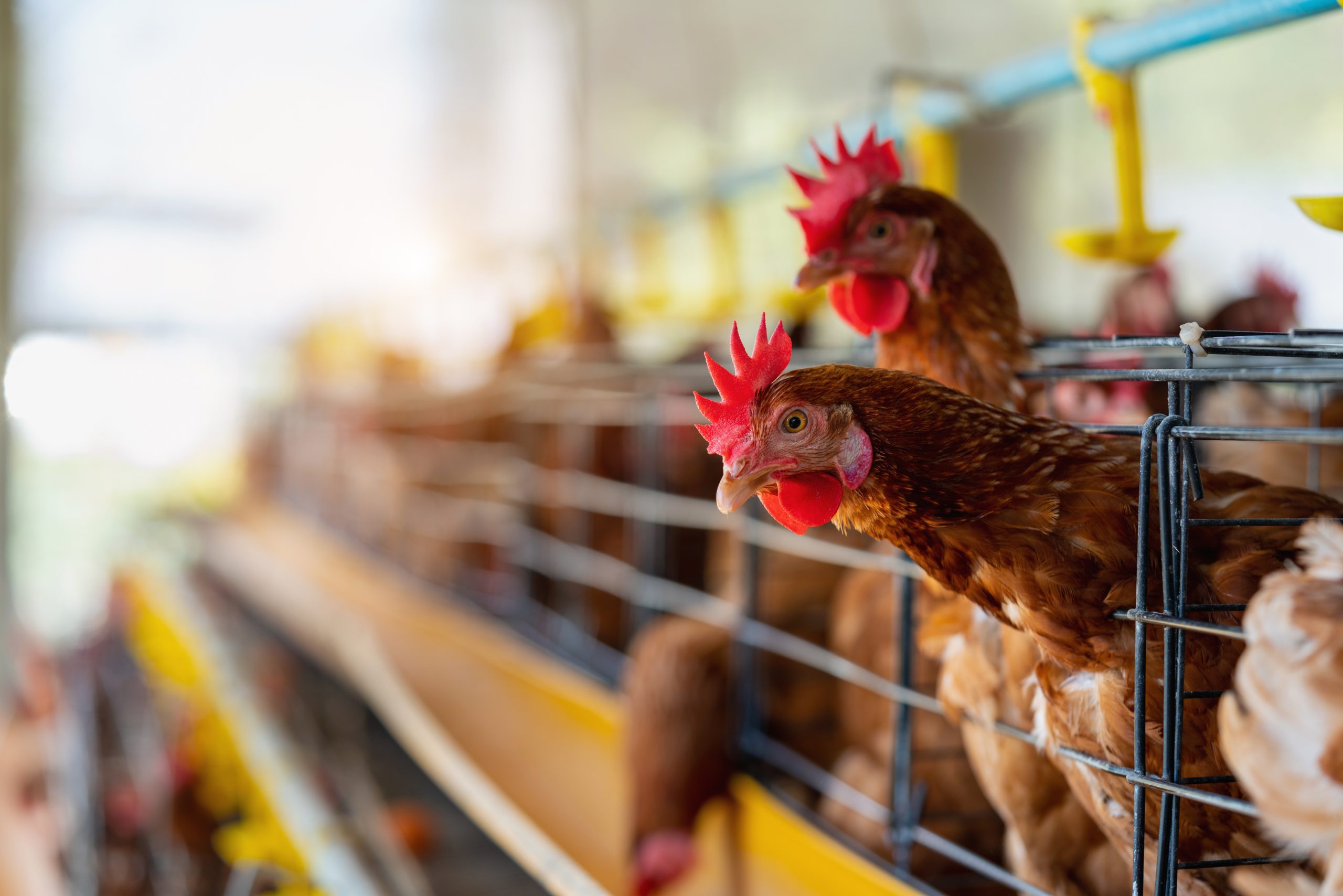 A Complete Guide To Starting A Profitable Poultry Farm Business In Nigeria