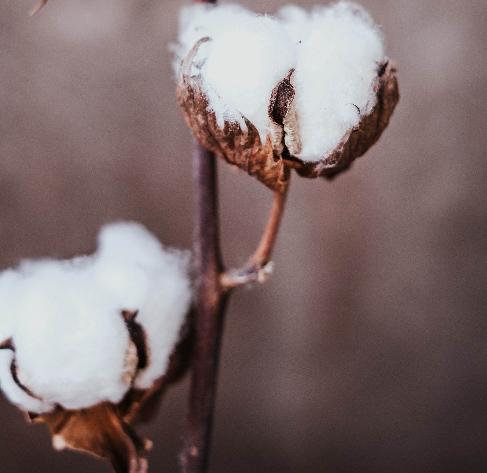 How to invest in cotton farming in Nigeria 